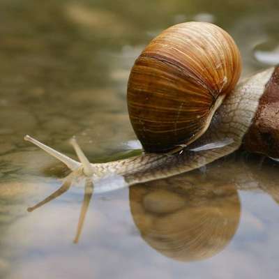 Baba de caracol y veneno de serpiente : Bienvenido en el Universo de CARABACOL