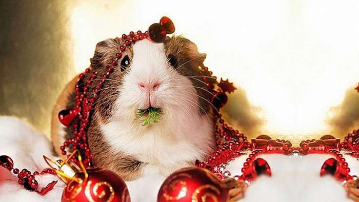 La métaphore du Hamster