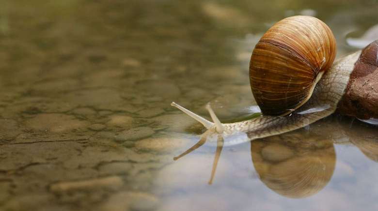 Baba de caracol y veneno de serpiente : Bienvenido en el Universo de CARABACOL