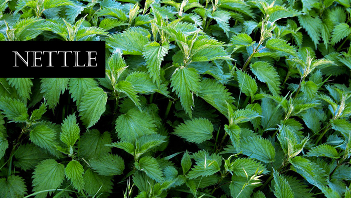 Nettle: a stinging hair remedy !