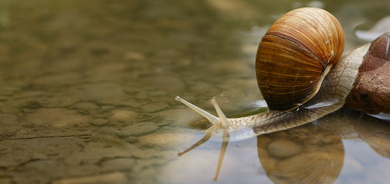 Baba de caracol y veneno de serpiente : Bienvenido en el Universo de CARABACOL